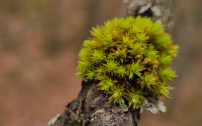 La puissance du collectif : pourquoi la rencontre et les liens sont-ils essentiels ?