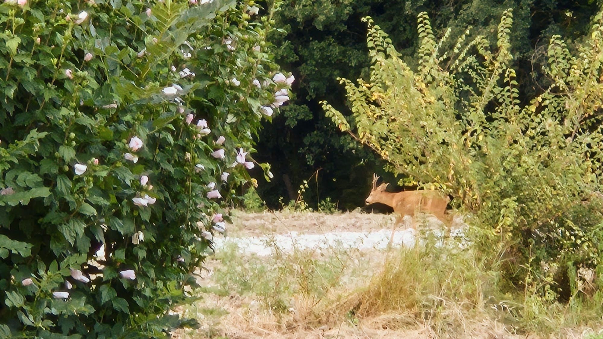 Biche au quinson en Drôme